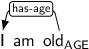 Dependency graph for sentence: I am old. Token old is labeled AGE and has an edge labeled has-age to token I.